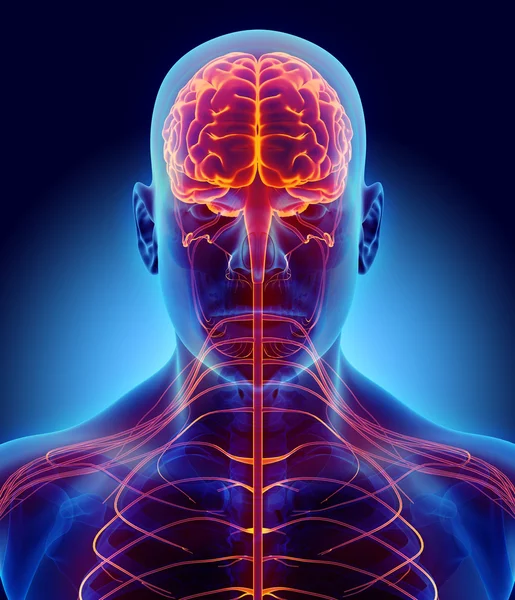 Illustrazione 3D sistema nervoso maschile . — Foto Stock