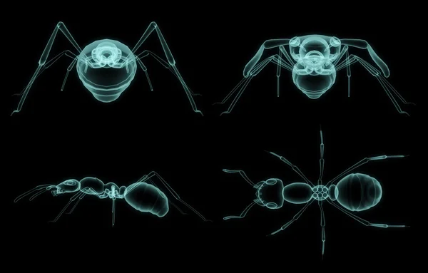 X-ray ant body — Stock Photo, Image