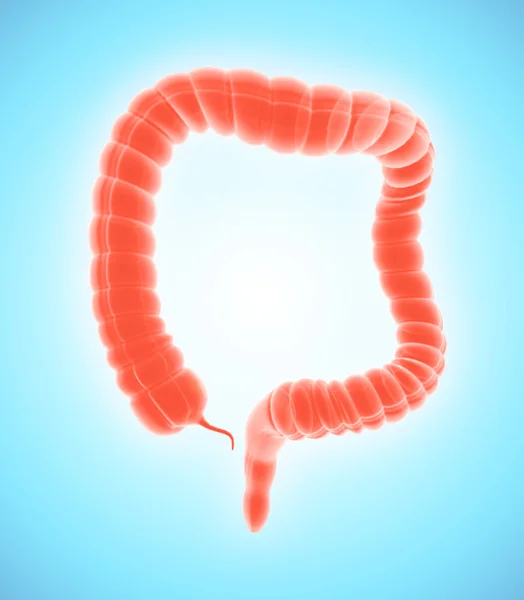 Illustration 3D du gros intestin . — Photo
