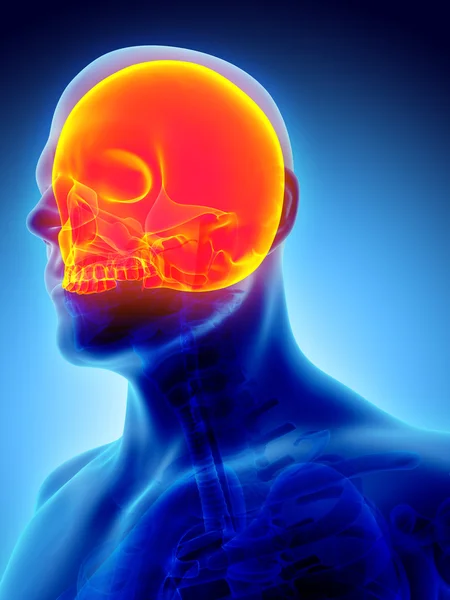 3D ilustracja czaszki, medyczną koncepcję. — Zdjęcie stockowe