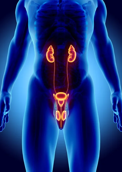 Üriner Sistem, tıbbi kavramı 3D çizimi.