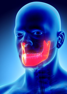 Mandibula, tıbbi kavramı 3D çizimi.