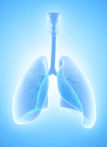 3D Illustration der Lungen, medizinisches Konzept. — Stockfoto