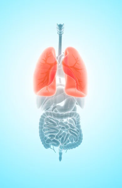 3D ilustracja płuc, medyczną koncepcję. — Zdjęcie stockowe