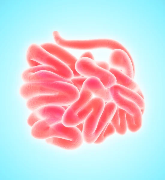 Ilustração 3D do intestino pequeno . — Fotografia de Stock