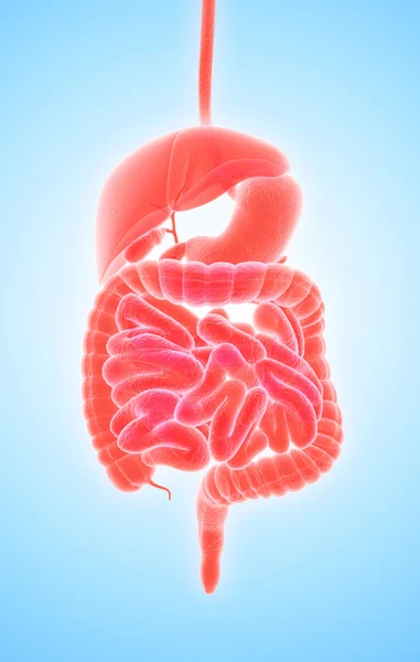 3D humain mâle x-ray système digestif . — Photo