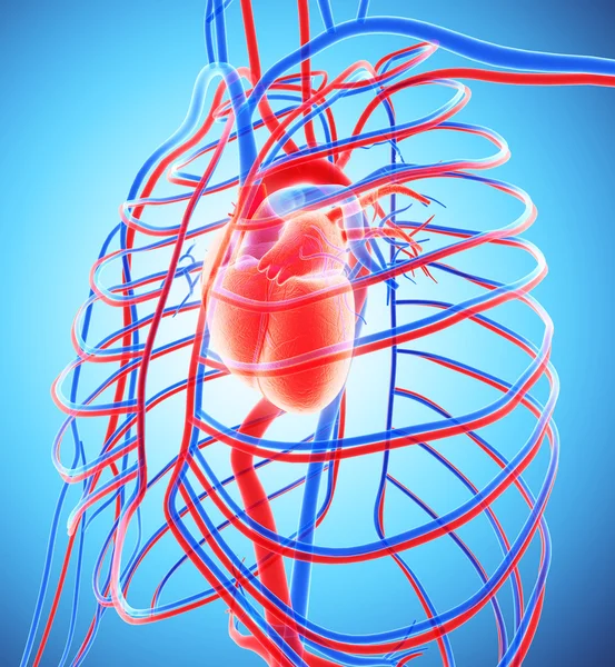 3D illustratie van menselijke interne systeem - bloedsomloop. — Stockfoto