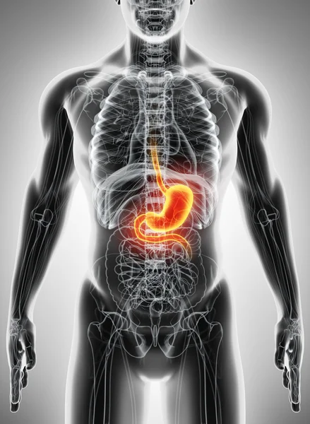 Ilustración 3D del estómago . — Foto de Stock