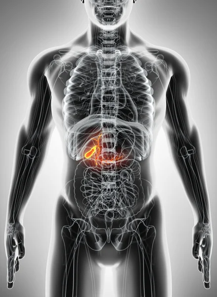 erkek safra kesesi 3D çizimi.