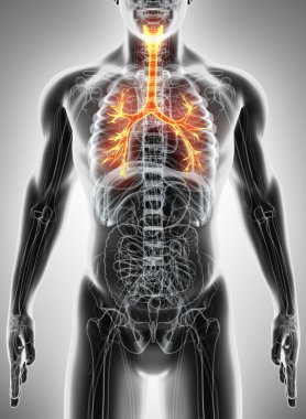 Gırtlak Trakea bronşlar 3D çizimi.