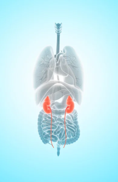 Ilustración 3D del sistema urinario, concepto médico . — Foto de Stock