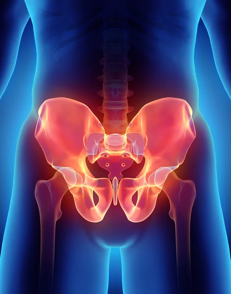 Hip Skeleton on blue background. — Stock Photo, Image