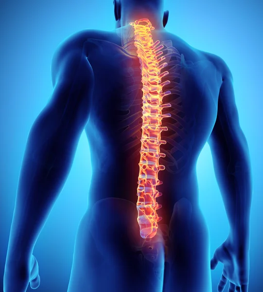 Ilustración 3D de la columna vertebral, concepto médico . — Foto de Stock