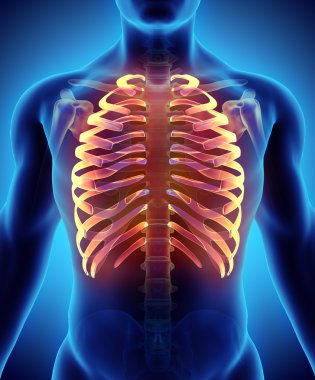 Kaburga, tıbbi kavramı 3D çizimi.