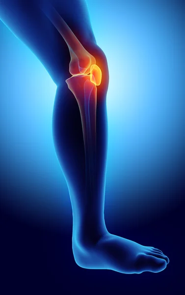 膝蓋骨、医学的概念の 3 d イラストレーション. — ストック写真