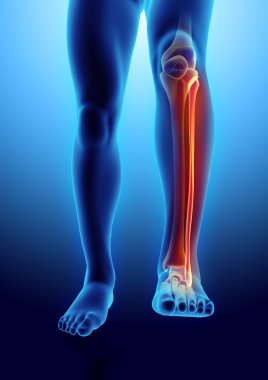 Fibula, tıbbi kavramı 3D çizimi.