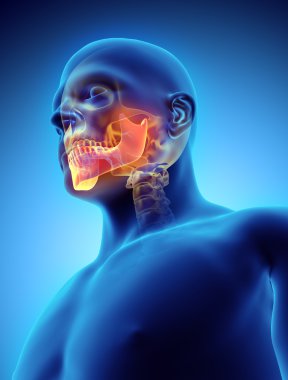 Mandibula, tıbbi kavramı 3D çizimi.