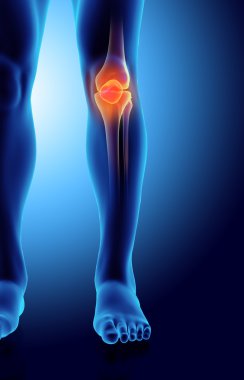 Patella, tıbbi kavramı 3D çizimi.