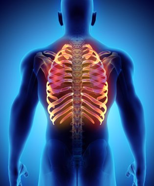 Kaburga, tıbbi kavramı 3D çizimi.