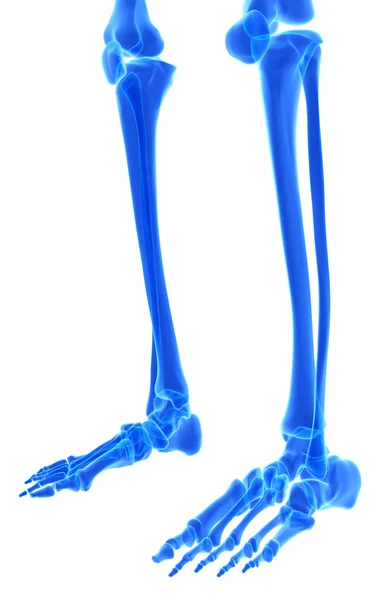 3D Illustration des Fußskeletts, medizinisches Konzept. — Stockfoto