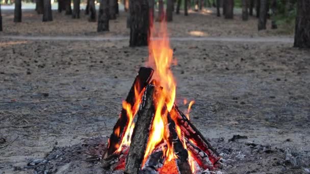 Bonfire Het Bos Natuur Vuur Vuur Vonken — Stockvideo