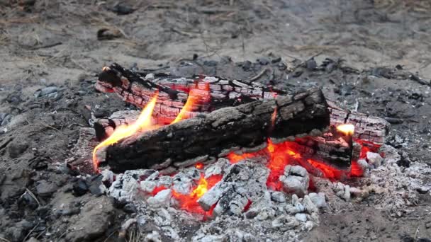森林中的篝火在自然界中 火焰和火花 — 图库视频影像