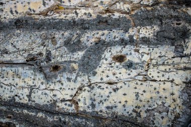 Kavak ağacı gövdesinin kabartmalı dokusu. Panoramik fotoğraf 