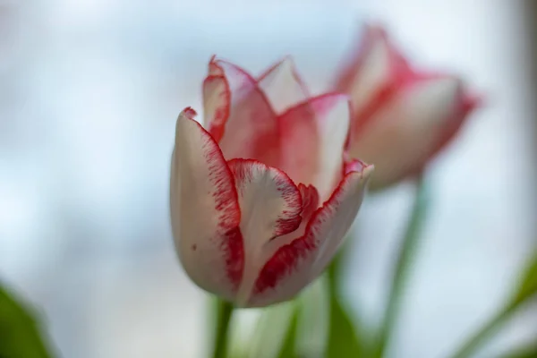 White pink flower tulip on a blurred background. Tulip close up.