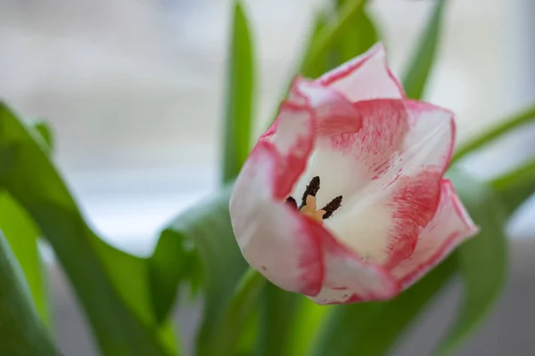 White pink flower tulip on a blurred background. Tulip close up.