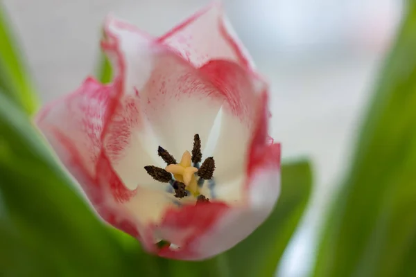 White pink flower tulip on a blurred background. Tulip close up.