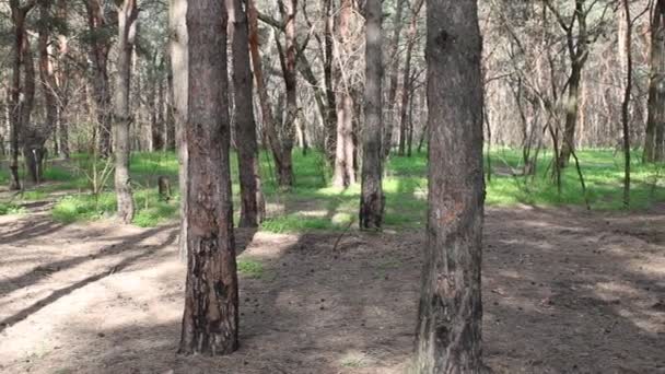 Die Frau Läuft Zwischen Den Bäumen Wald Und Gerät Aus — Stockvideo