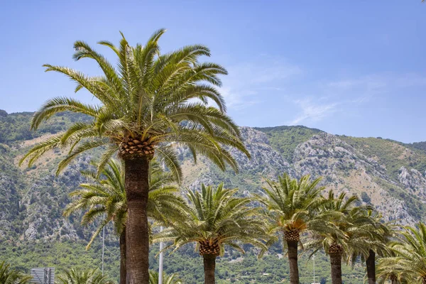 Palm trees on the mountains and blue sky  background. Beautiful landscape Cotor Montenegro. Concept - view Mediterranean