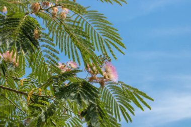 Albizia Julibrissin 'in güzel pembe çiçekleri. Mavi gökyüzüne karşı İran ipeği ağacı. Tüylü çiçek açar bir yaz gününde.