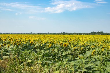 Bulutlu mavi gökyüzüne karşı çiçek açan ayçiçeği tarlası. Tarım sarı çiçekleri topluyorum. Güzel yaz manzarası. Kavram - doğa.
