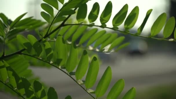 Гілка Дерева Зеленим Листям Пливе Передньому Плані Дефокус Дивиться Міський — стокове відео