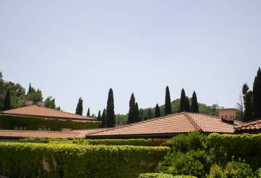 Evin duvarları ve çitleri yabani üzümlerle kaplı. Manzara tasarımlı bitkiler tırmanıyor. Pencerenin etrafında sarmaşık sarmaşığı. Yeşil cephe eko evi. Partenosissus.