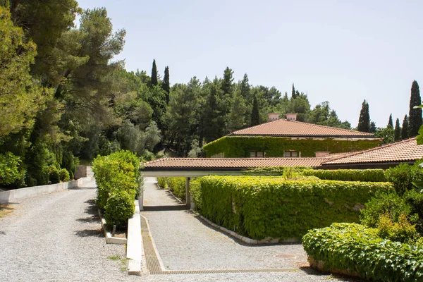 Evin duvarları ve çitleri yabani üzümlerle kaplı. Manzara tasarımlı bitkiler tırmanıyor. Pencerenin etrafında sarmaşık sarmaşığı. Yeşil cephe eko evi. Partenosissus.