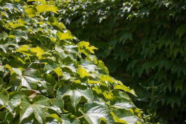 Eski taş duvarda yeşil üzüm yaprakları var. Eko tarzı çit. Doğal soyut arkaplan.
