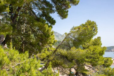 Uzun yeşil çam ağaçları Adriyatik Denizi 'nin kayalıklarında yetişir. Akdeniz kozalaklı türleri. Milocer Botanik Bahçesi.