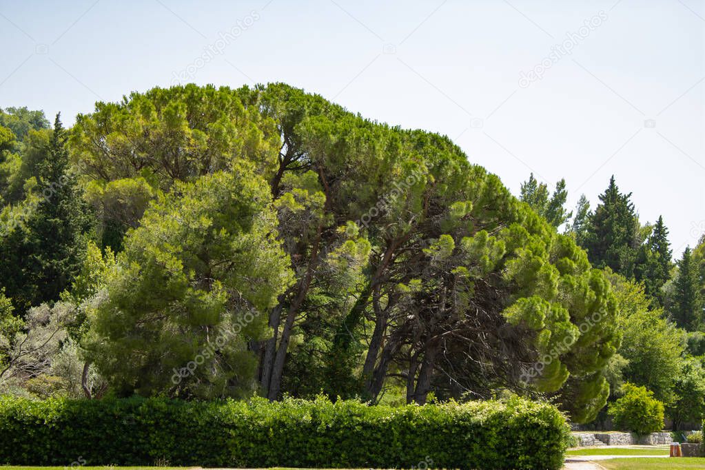 Tall green lush pine trees grow on the rocks of the Adriatic Sea. Mediterranean species of coniferous. Milocer Botanical Garden.