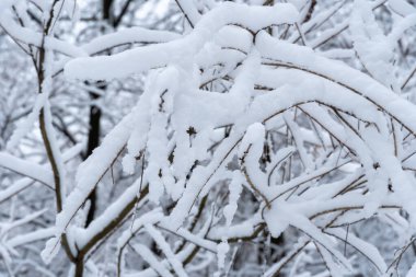 Winter branches trees covered with white snow close-up. Beautiful winter christmas and new year wallpaper. Snowscape.