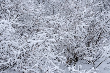 Winter branches trees covered with white snow close-up. Beautiful winter christmas and new year wallpaper. Snowscape.