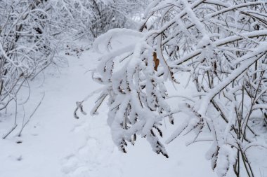 Winter branches trees covered with white snow close-up. Beautiful winter christmas and new year wallpaper. Snowscape.