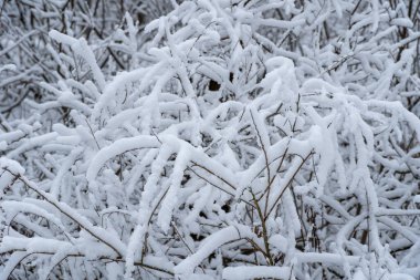 Winter branches trees covered with white snow close-up. Beautiful winter christmas and new year wallpaper. Snowscape.