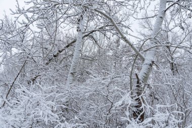 Winter branches trees covered with white snow close-up. Beautiful winter christmas and new year wallpaper. Snowscape.