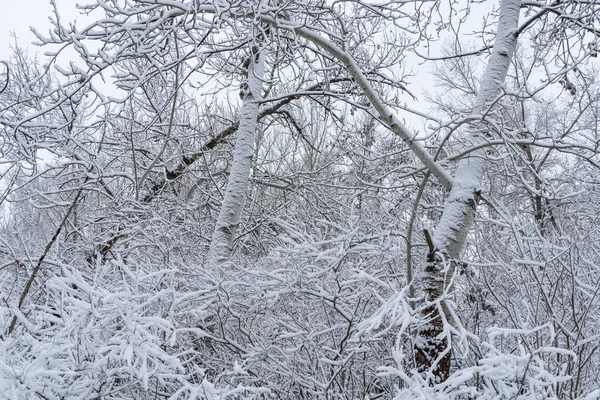 Winter branches trees covered with white snow close-up. Beautiful winter christmas and new year wallpaper. Snowscape.