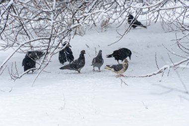 Güvercinler ve kaleler kışın karda yiyecek arar. Grup kuşları serin havada beyaz kar yığınında tahıl arıyorlar. Soğuktaki kuşlar insanlardan yiyecek bekliyor. Özgürlük güvercini ve kaleyi besliyor..