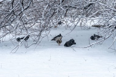 Güvercinler ve kaleler kışın karda yiyecek arar. Grup kuşları serin havada beyaz kar yığınında tahıl arıyorlar. Soğuktaki kuşlar insanlardan yiyecek bekliyor. Özgürlük güvercini ve kaleyi besliyor..