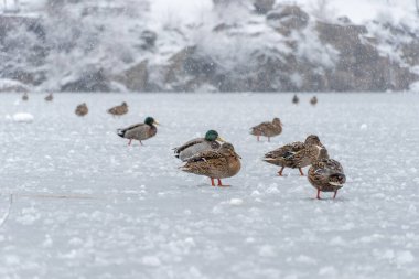 Karda donmuş sulardaki yaban ördekleri kışı kapladı. Tatlı su kuşları analar platyrhynchos yüzer ve bahar zamanı soğuk nehirde temiz tüyler. Buzlu gölde yüzen ördek anatidae. Yakın plan..