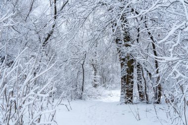 Soğuk kış gününde karla kaplı ağaçlar. Yeni yılın kış manzaraları ve Noel 'in kar yağışı. Çıplak ağaç dalları ormandaki beyaz karla kaplıdır. Kış ağacında buz kristalleri ve sulu kar.